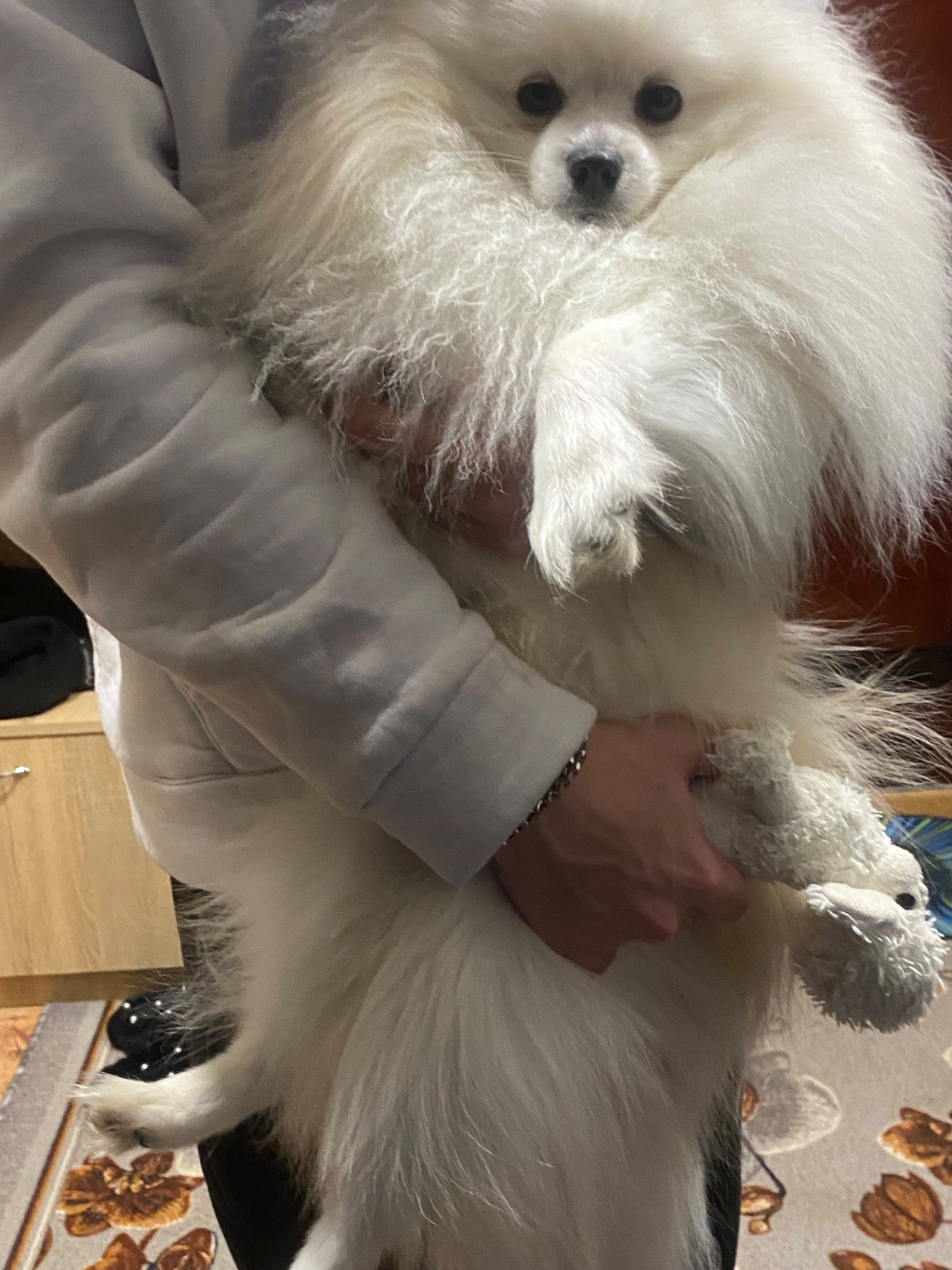 Шукаємо дівчинку для шпіца