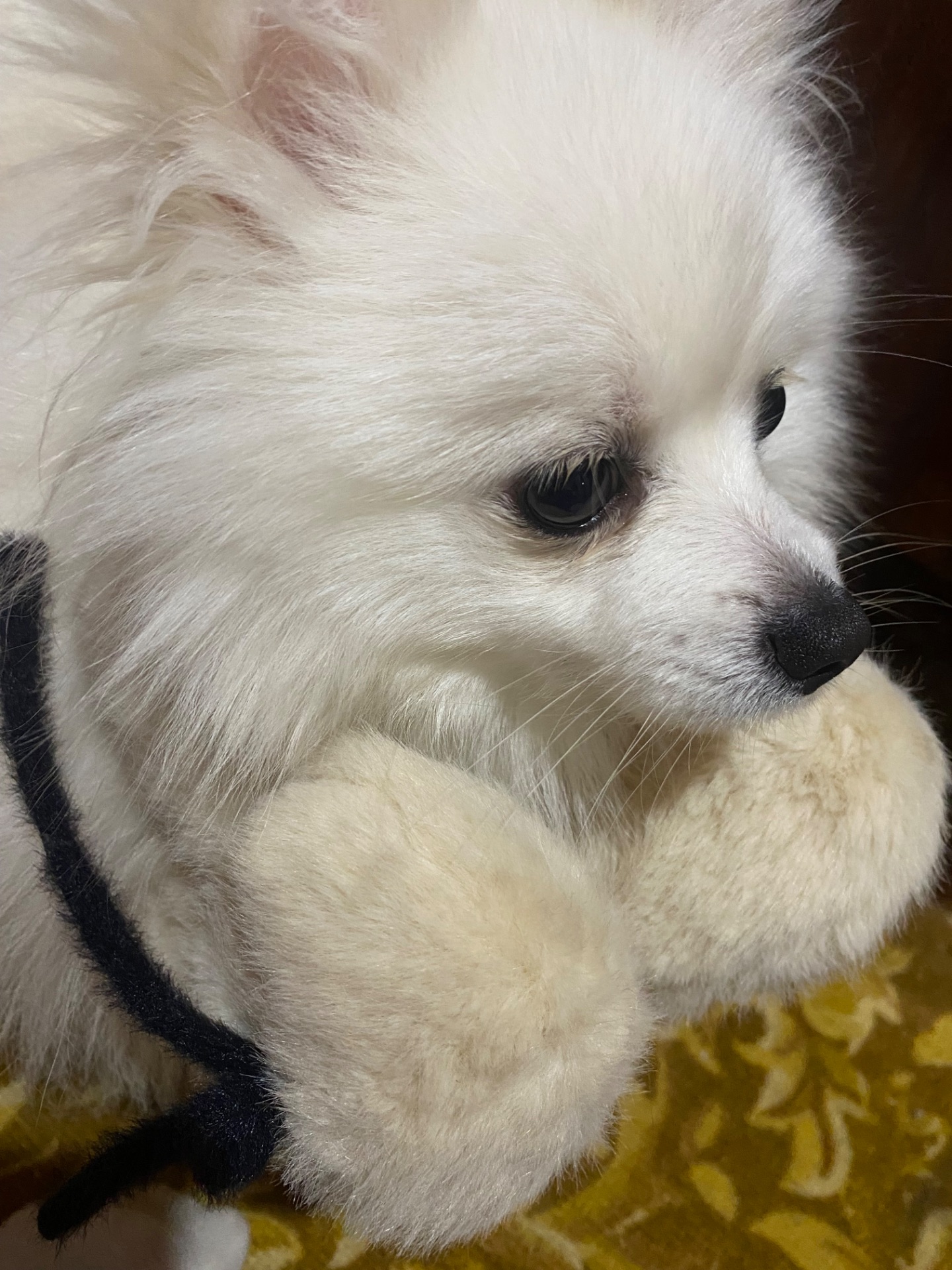 Шукаємо дівчинку для шпіца