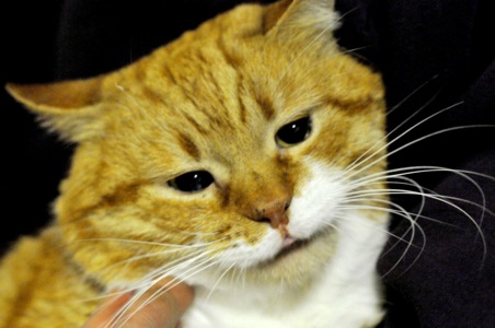 Рудольф (Рудік)