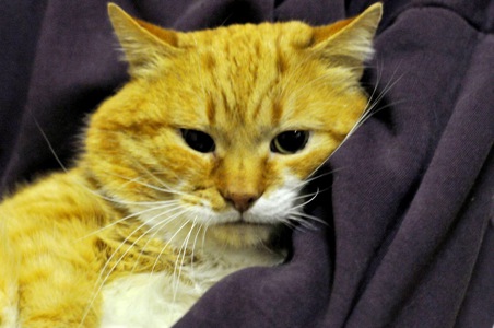 Рудольф (Рудік)