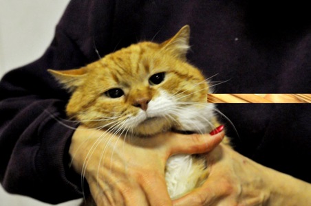 Рудольф (Рудік)