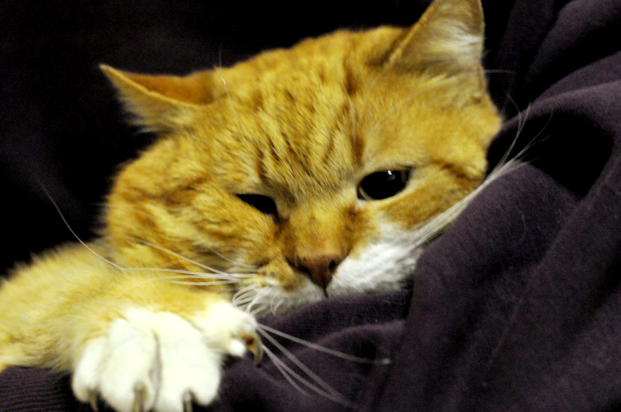 Рудольф (Рудік)