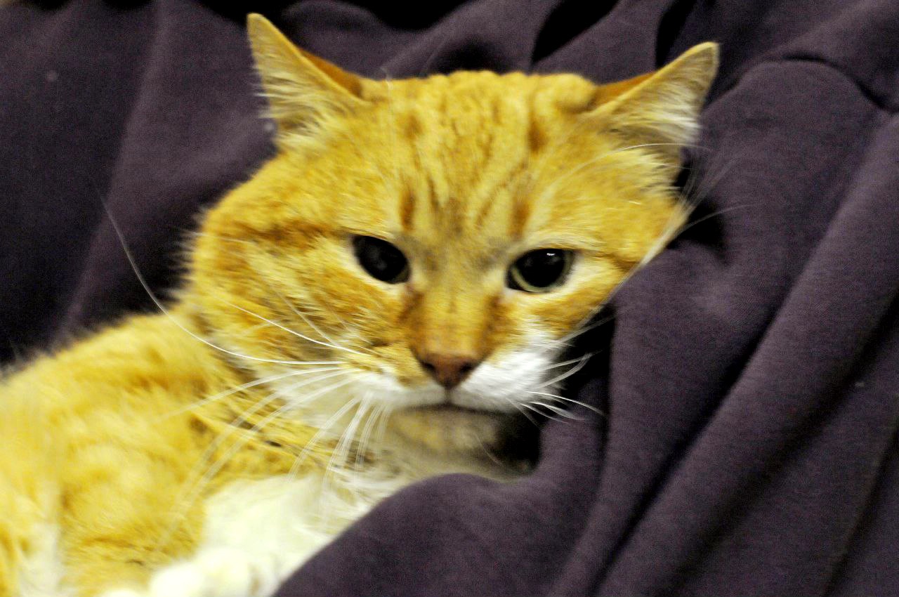 Рудольф (Рудік)