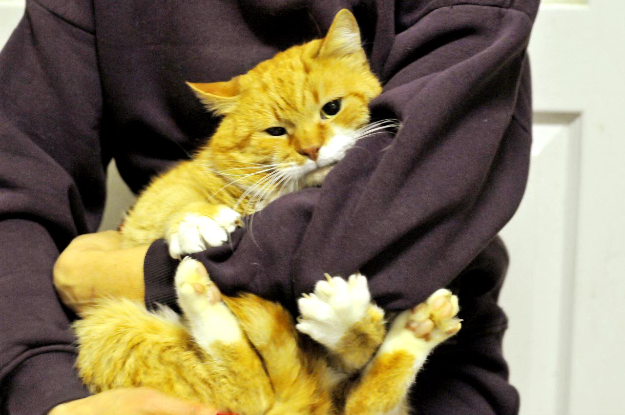 Рудольф (Рудік)