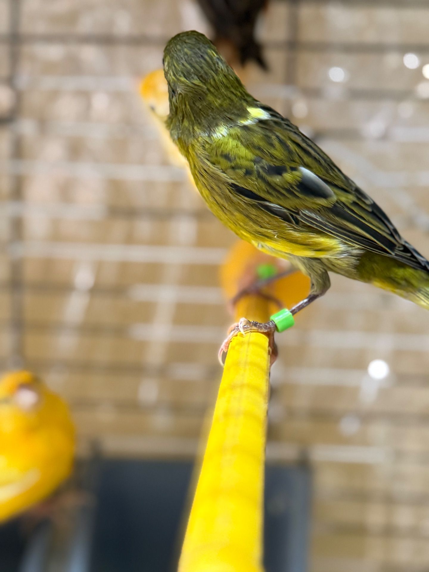 Гарно співочі Кенарі, навчанні на голосі