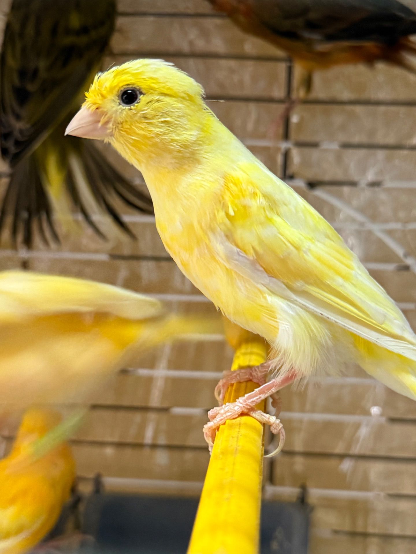 Гарно співочі Кенарі, навчанні на голосі