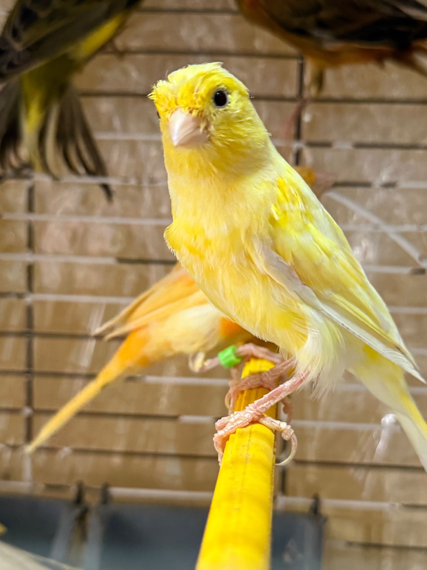 Гарно співочі Кенарі, навчанні на голосі