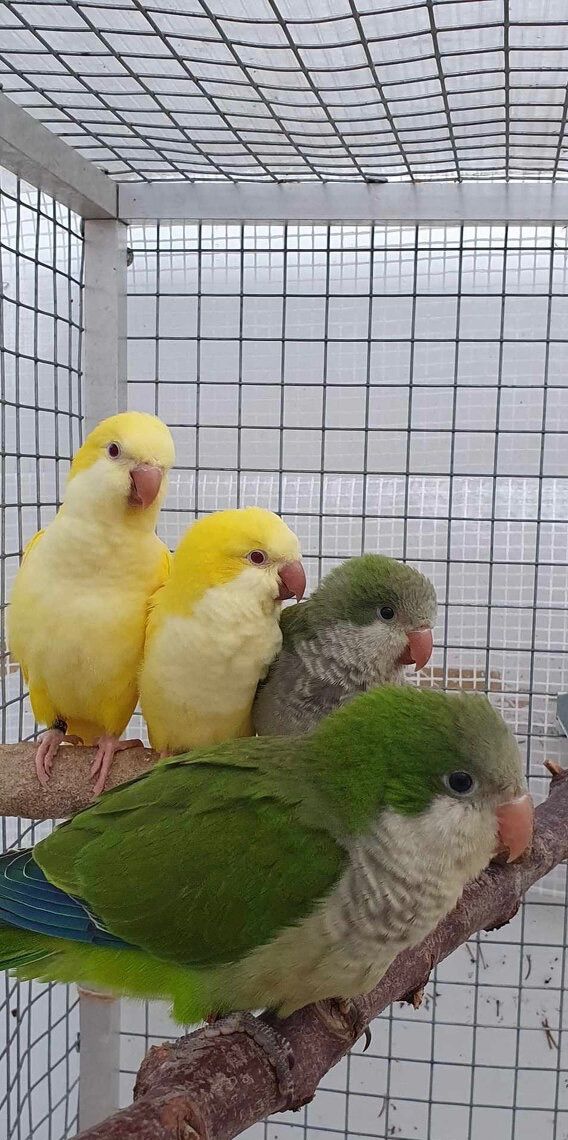 Папуга монах, пташенята вигодовування ручні, квакер