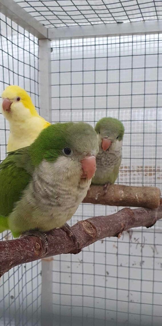 Папуга монах, пташенята вигодовування ручні, квакер