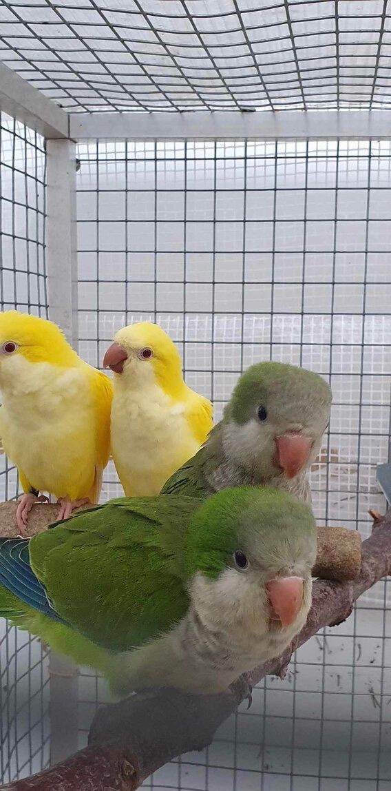 Папуга монах, пташенята вигодовування ручні, квакер