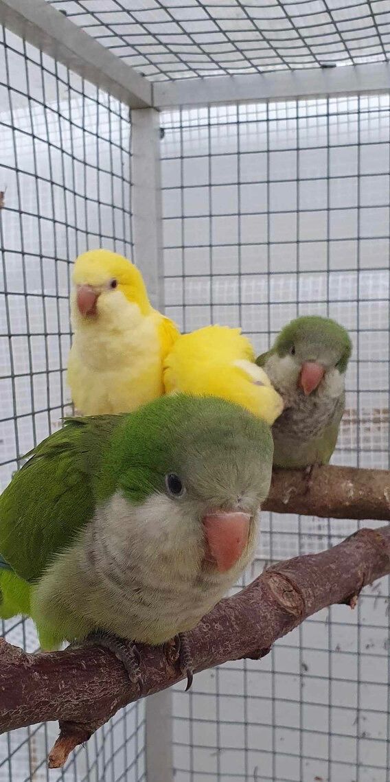 Папуга монах, пташенята вигодовування ручні, квакер