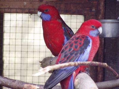 Папуги Розелла з розплідника ( молоді птахи)