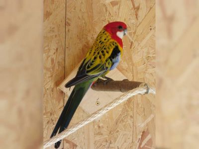 Папуги Розелла з розплідника ( молоді птахи)