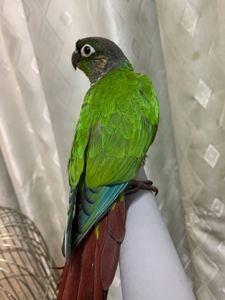 Пташенята піррура молоді папужки грайливі