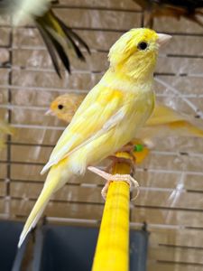 Гарно співочі Кенарі, навчанні на голосі