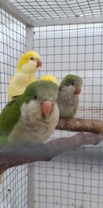 Папуга монах, пташенята вигодовування ручні, квакер