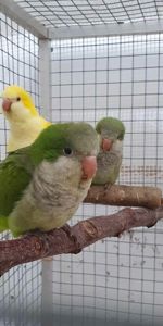 Папуга монах, пташенята вигодовування ручні, квакер