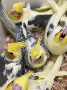 Дуже ручні папужки Корелла, контактні викормиші