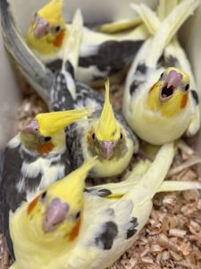 Дуже ручні папужки Корелла, контактні викормиші