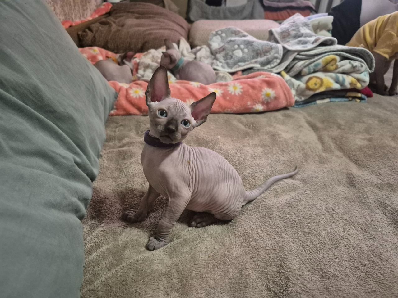 Канадський сфінкс: 4 хлопчики та 2 дівчинки. Бронювання!