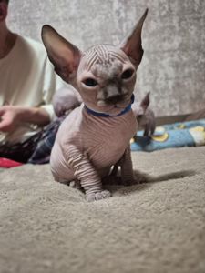 Канадський сфінкс: 4 хлопчики та 2 дівчинки. Бронювання!