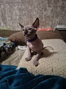 Канадський сфінкс: 4 хлопчики та 2 дівчинки. Бронювання!