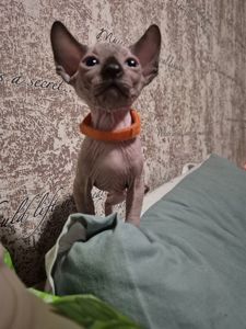 Канадський сфінкс: 4 хлопчики та 2 дівчинки. Бронювання!