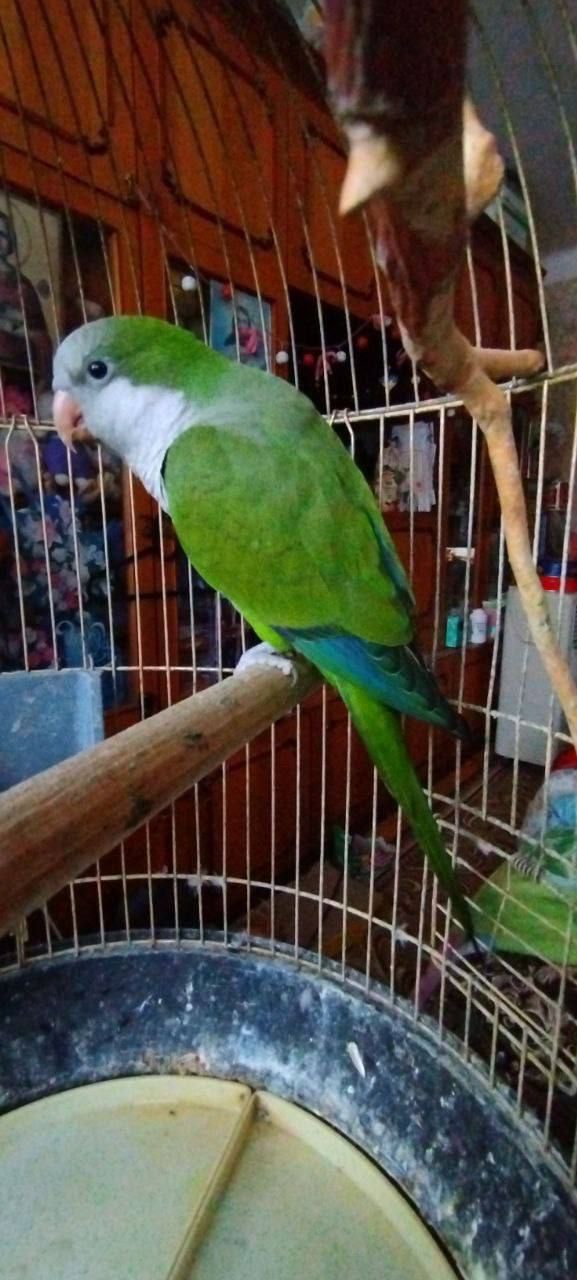 Продам пташенят каліта квакер монах!