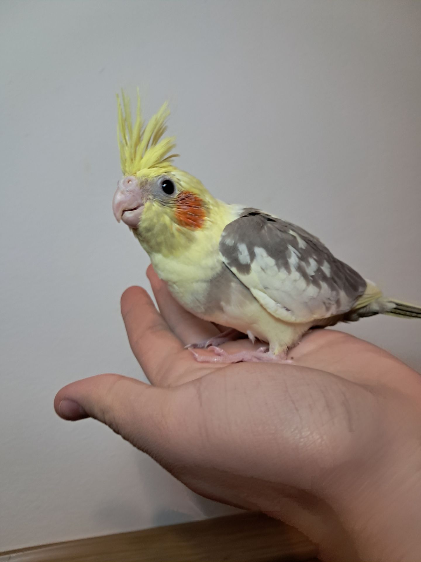 Докормиші корели!