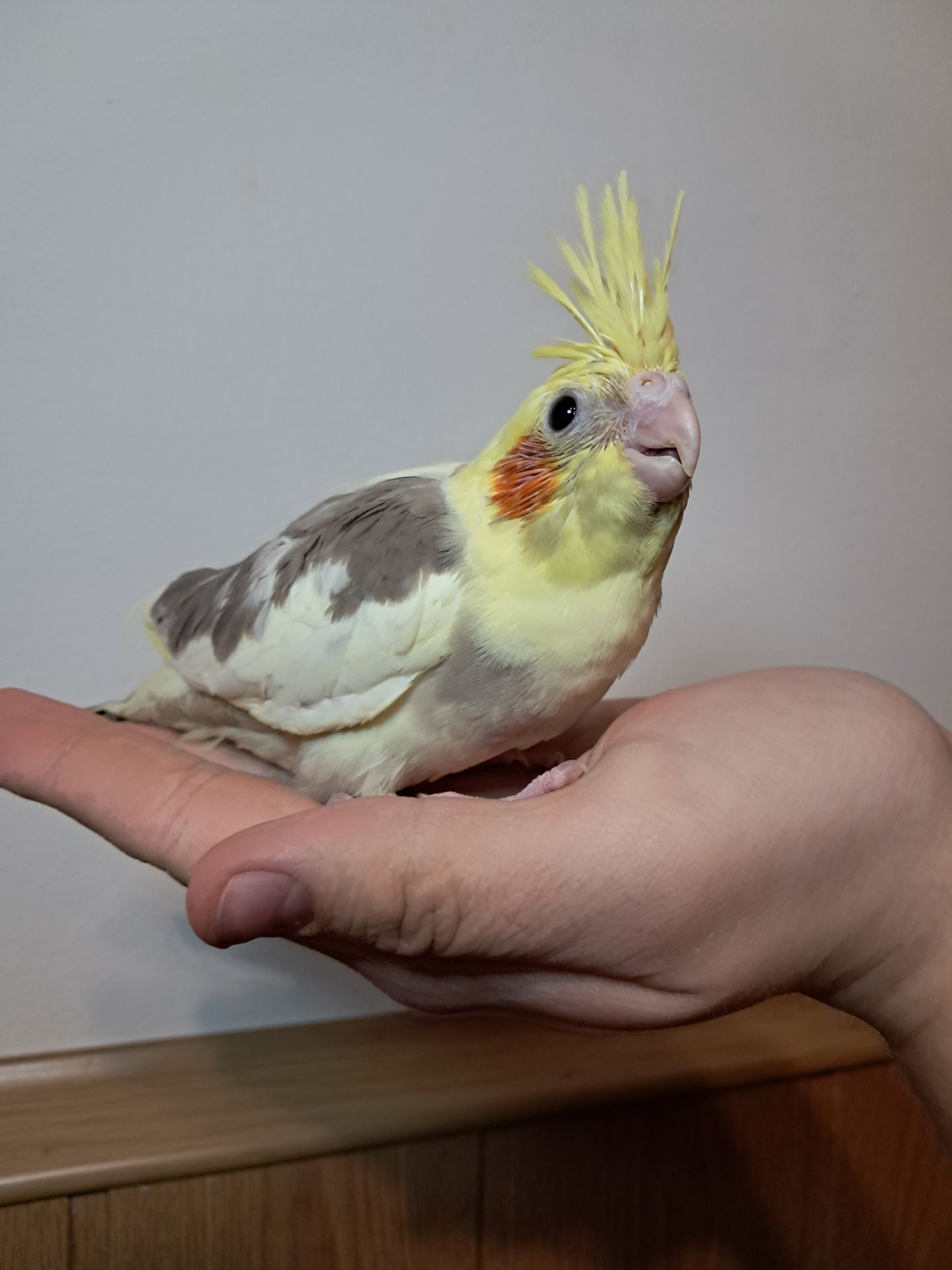 Докормиші корели!