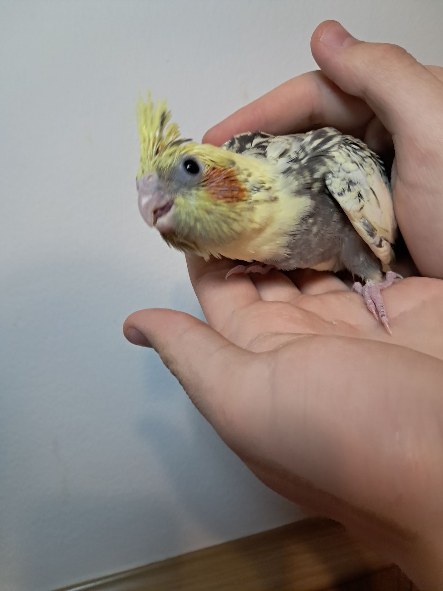 Докормиші корели!