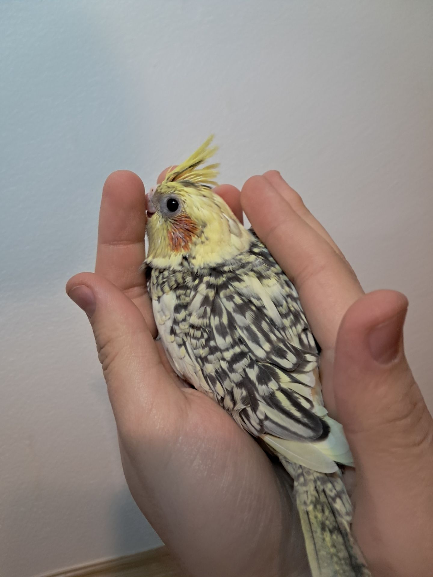 Докормиші корели!