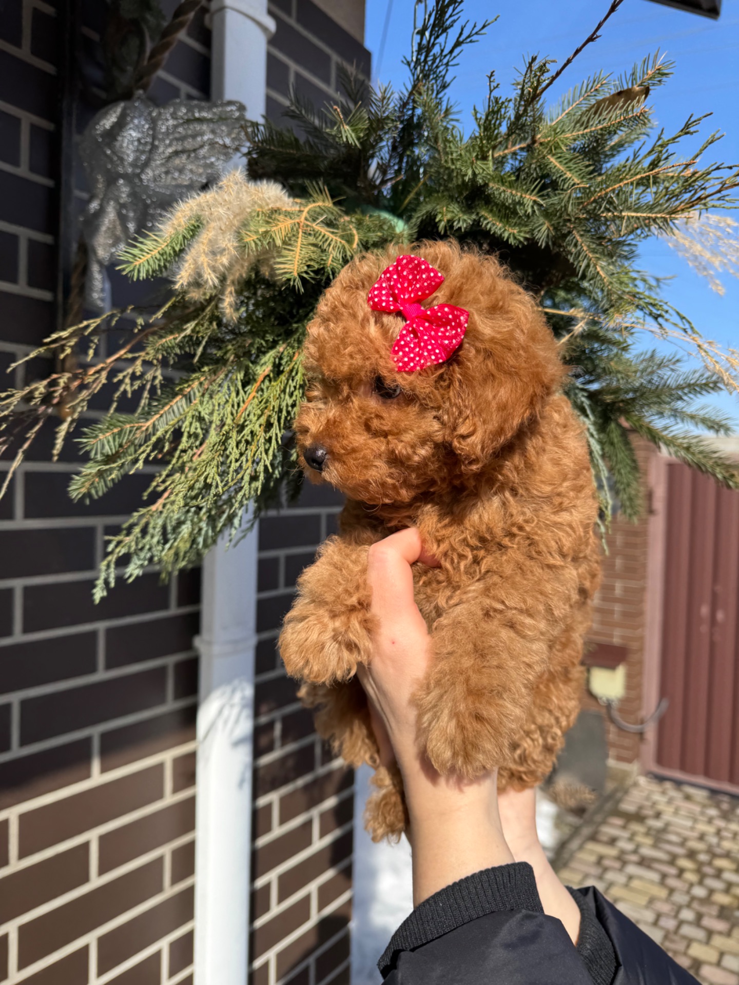 Девочка той пудель