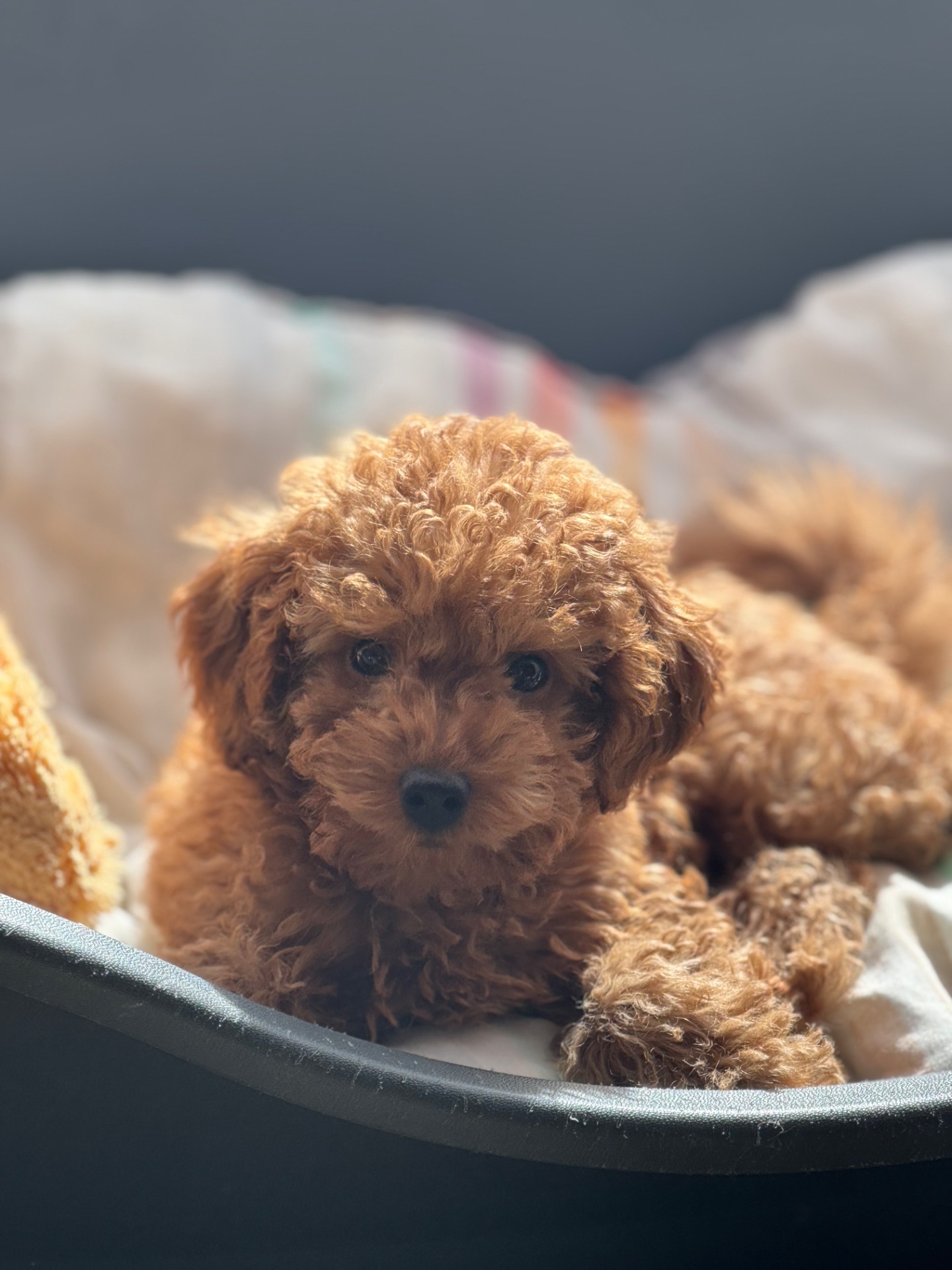 Девочка той пудель