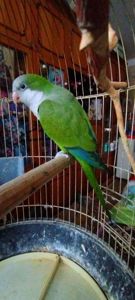 Продам пташенят каліта квакер монах!