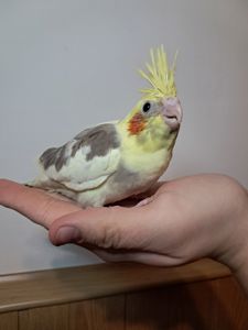 Докормиші корели!