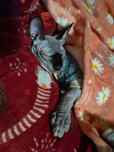 Канадський сфінкс з золотим серцем всередині