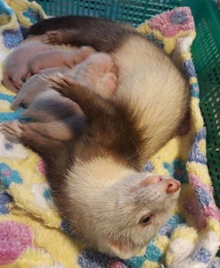 Хорьки, малюки фретки