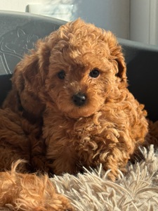 Девочка той пудель