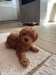 Девочка той пудель