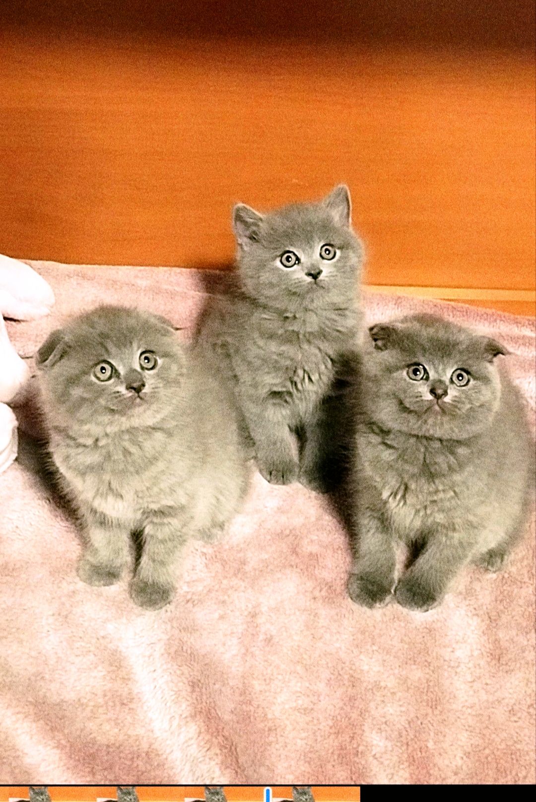 Шотландські кошенятка