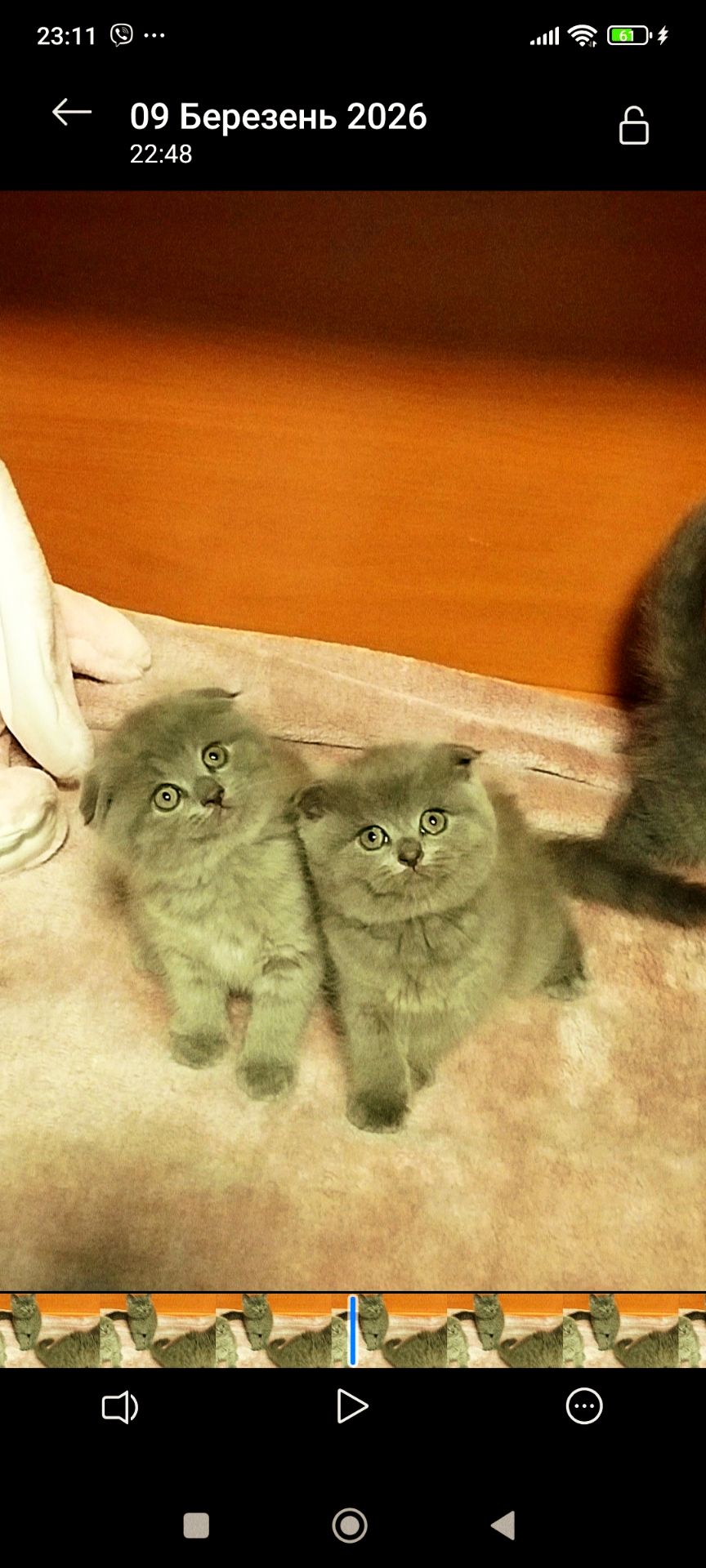 Шотландські кошенятка