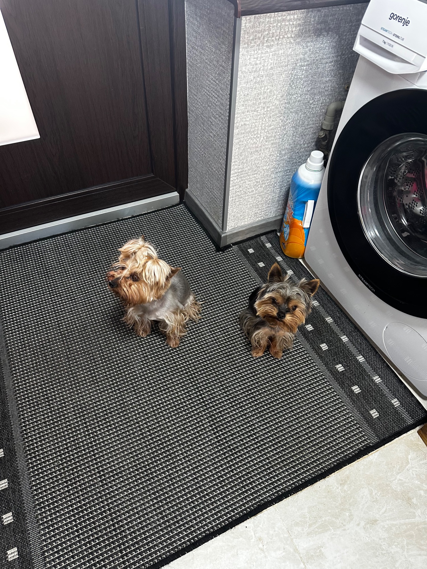 Цуценята йоркширського терʼєра