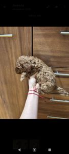 Цуцик Той Пудель Пед Браун