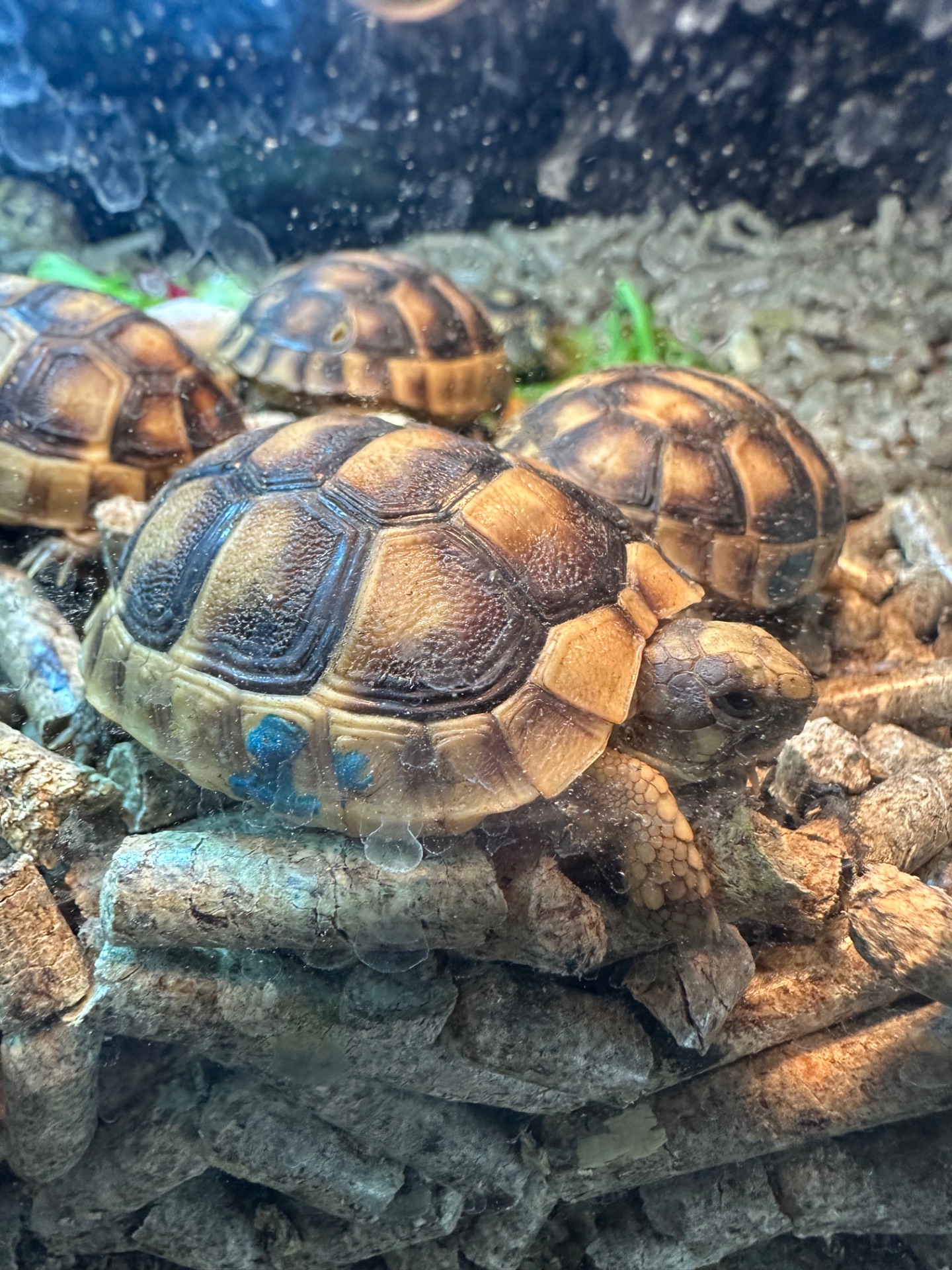 Сухопутна черепаха Середньоазіатська
