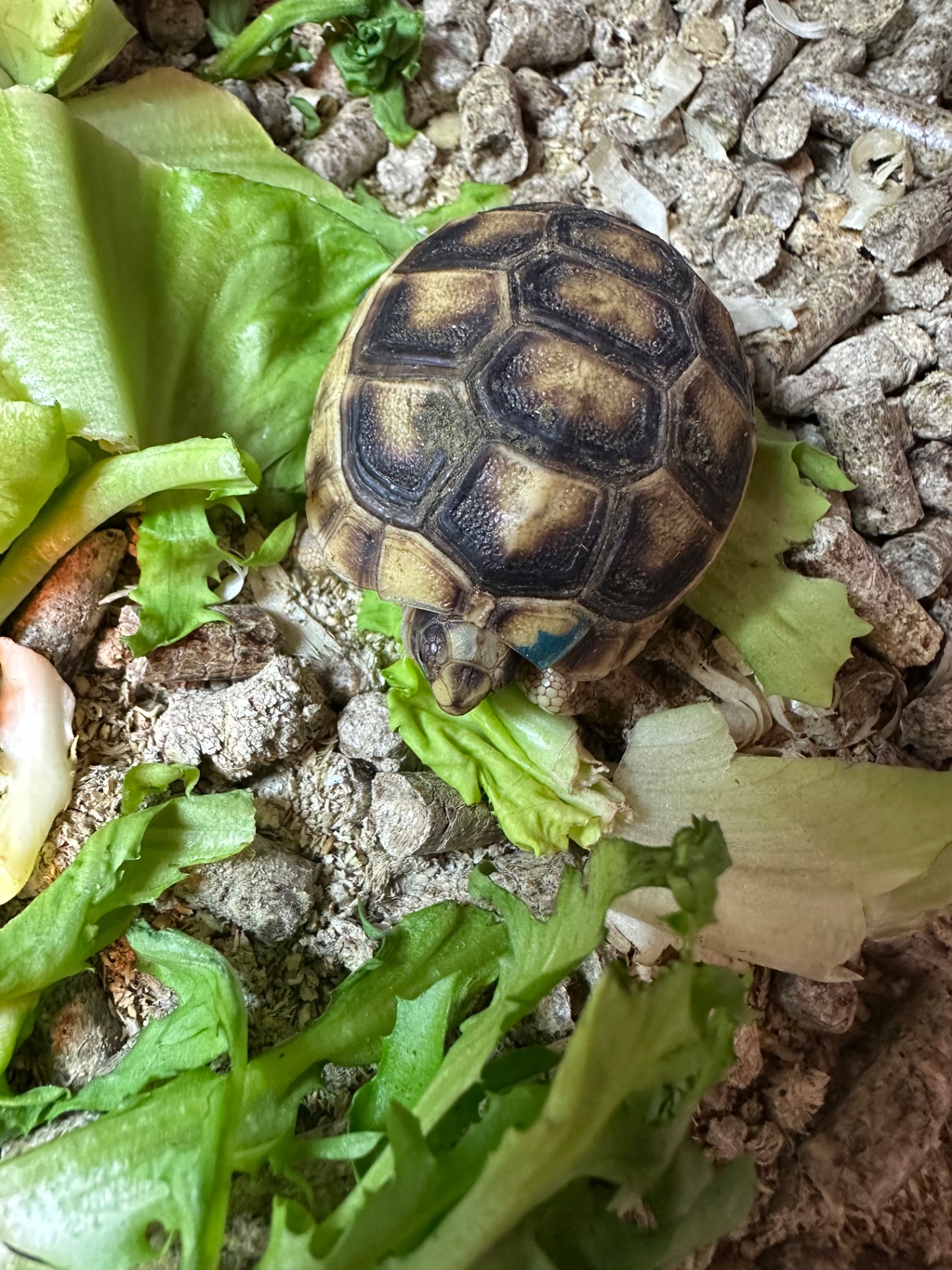 Сухопутна черепаха Середньоазіатська