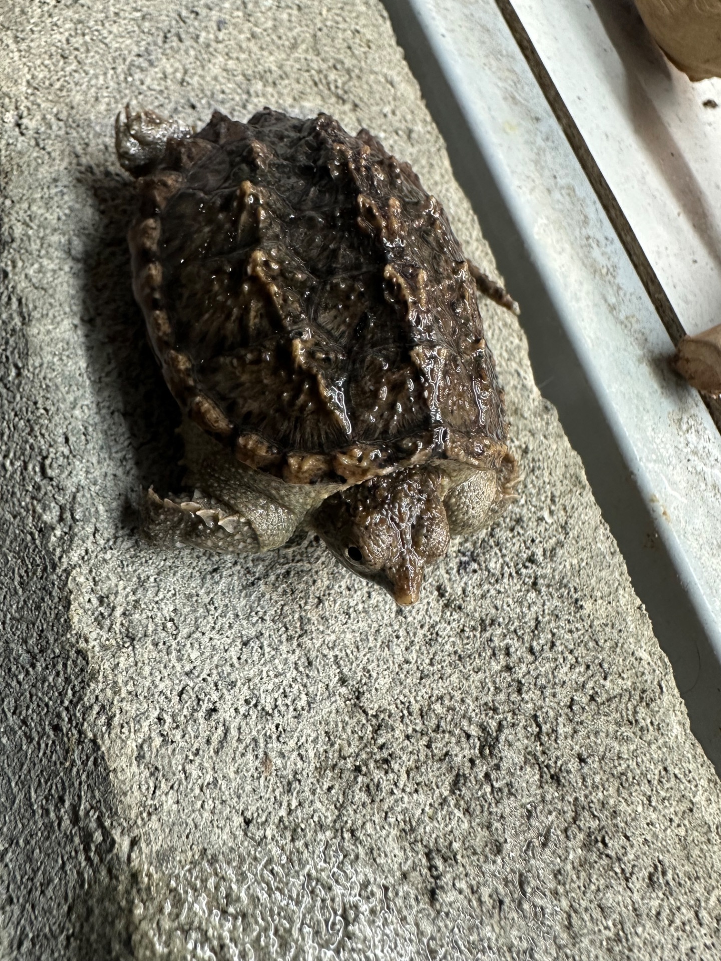 Кайманова черепаха Chelydra serpentina