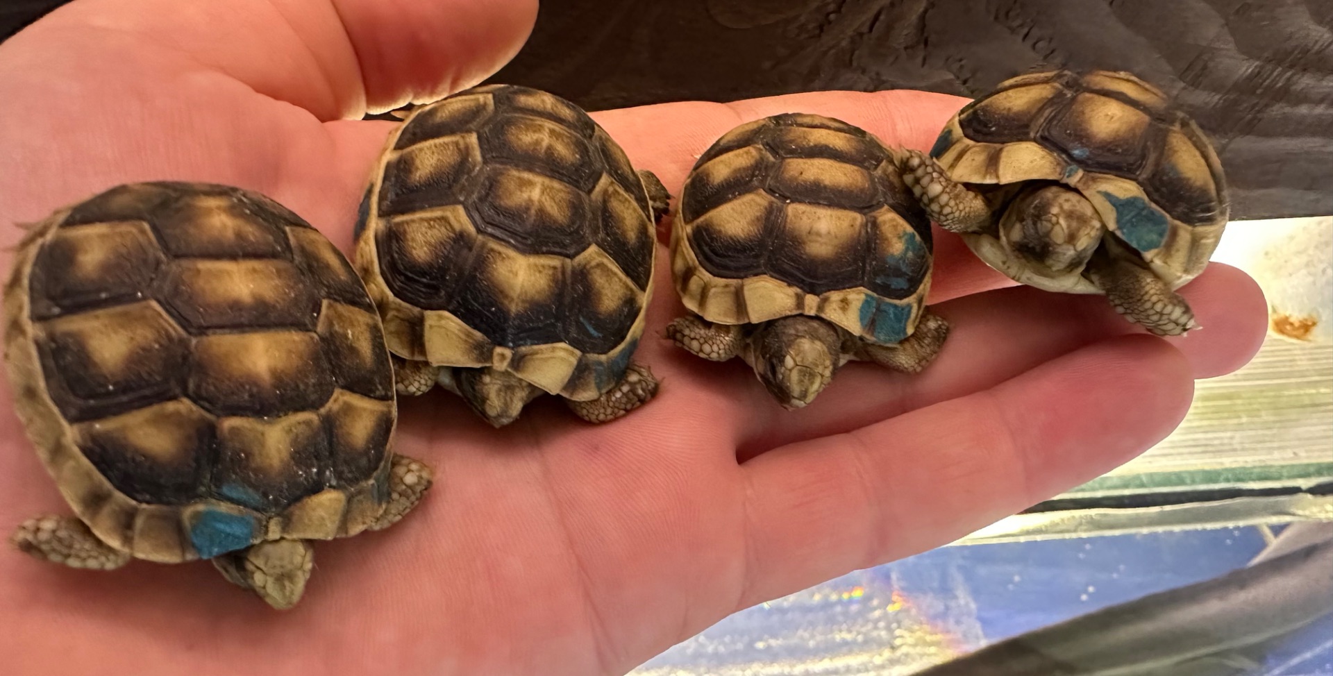 Сухопутна черепаха Середньоазіатська