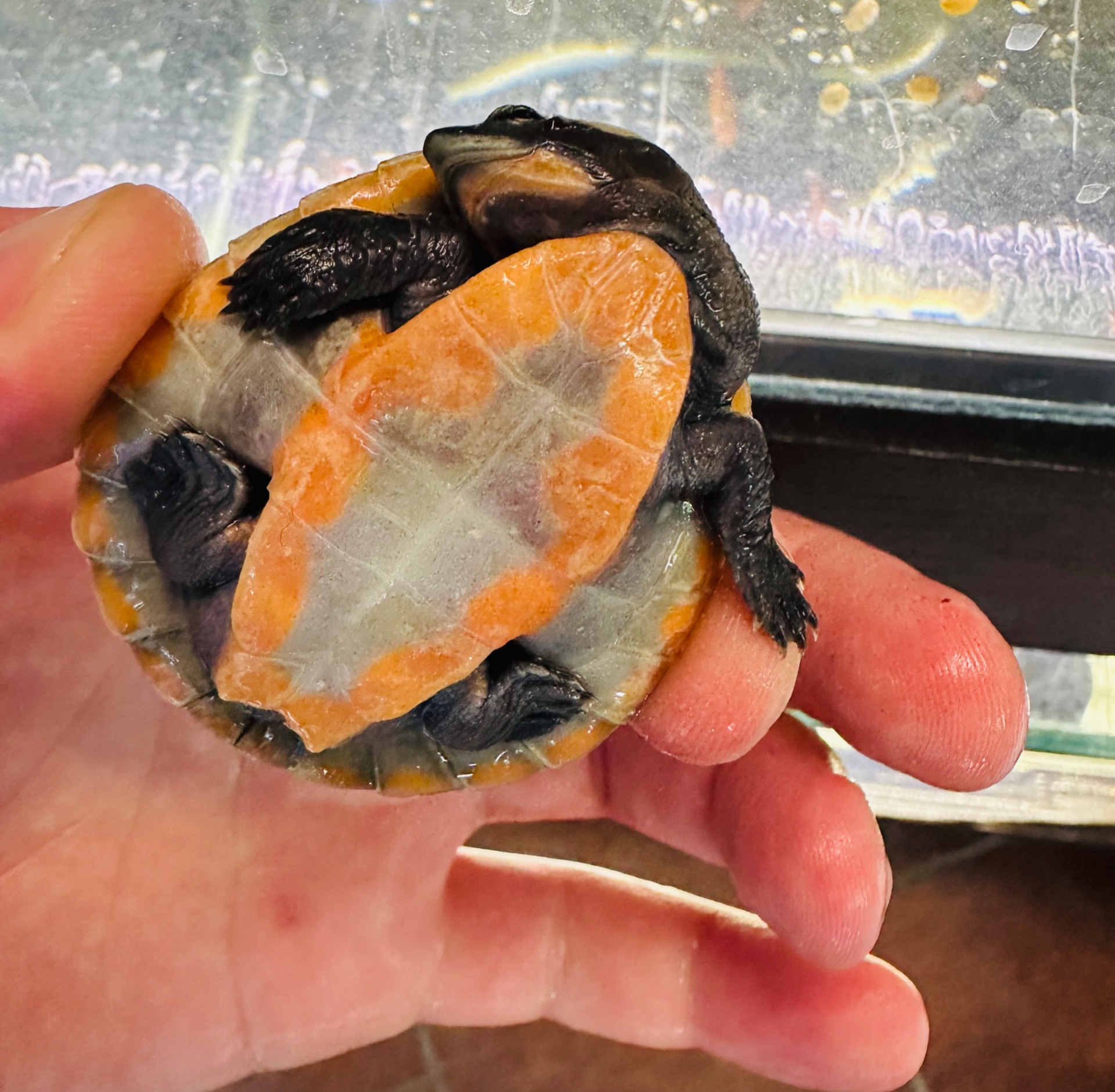 Черепаха Емідура Emydura subglobosa