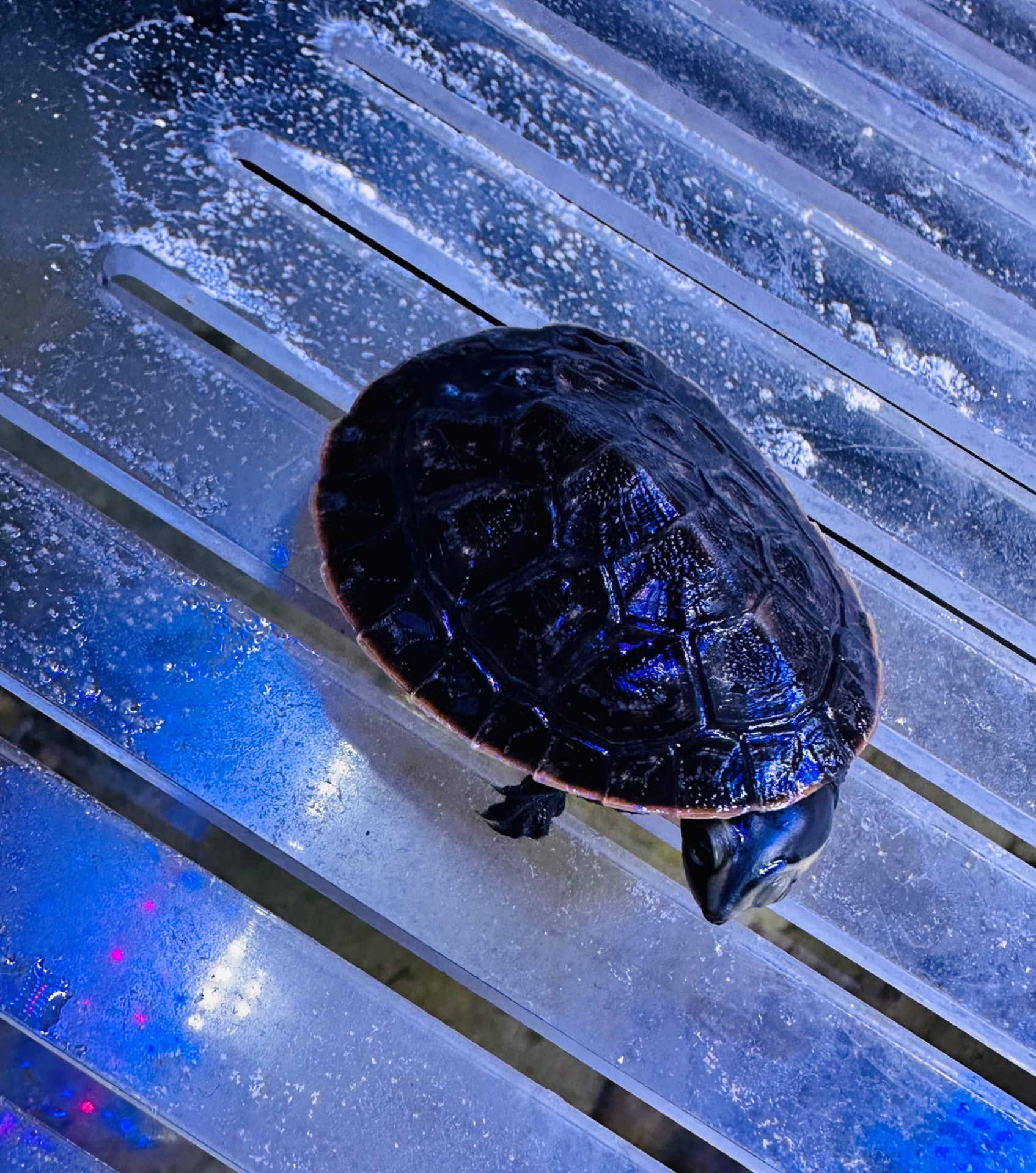 Черепаха Емідура Emydura subglobosa